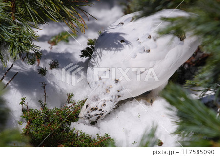 5月上旬の立山室堂平 ハイマツ群生地に隠れる雌のライチョウ 5月上旬の立山室堂平 ハイマツ群生地に隠れる雌のライチョウ 117585090
