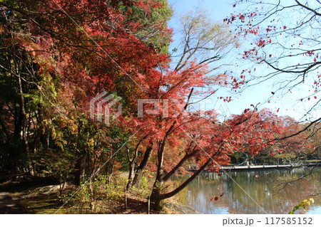 栃木県中央公園 117585152