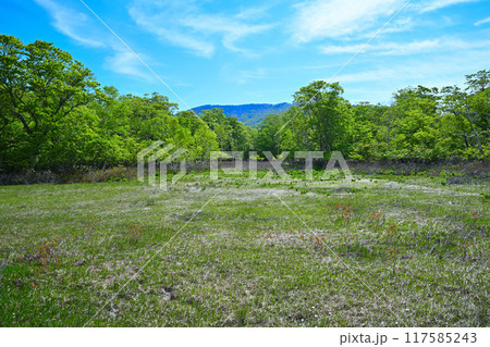 武尊 田代湿原 初夏の風景 群馬県 武尊 田代湿原 初夏の風景 群馬県 117585243