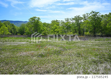 武尊 田代湿原 初夏の風景 群馬県 武尊 田代湿原 初夏の風景 群馬県 117585245