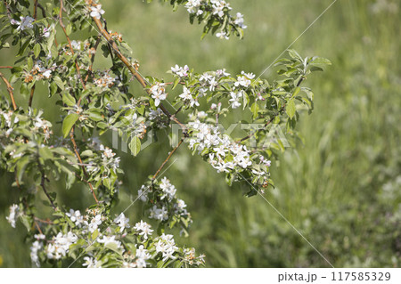 林檎の木の花 林檎の木の花 117585329