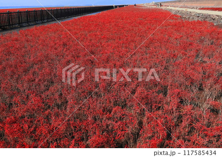 【佐賀県】快晴の干潟よか公園のシチメンソウ群生地 117585434
