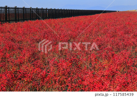 【佐賀県】快晴の干潟よか公園のシチメンソウ群生地 117585439