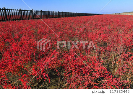 【佐賀県】快晴の干潟よか公園のシチメンソウ群生地 117585443