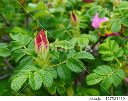 これはハマナスの写真です。ハマナスは美しいピンク色の花を咲かせるバラ科の植物です。風に揺れる鮮やかな 117585480