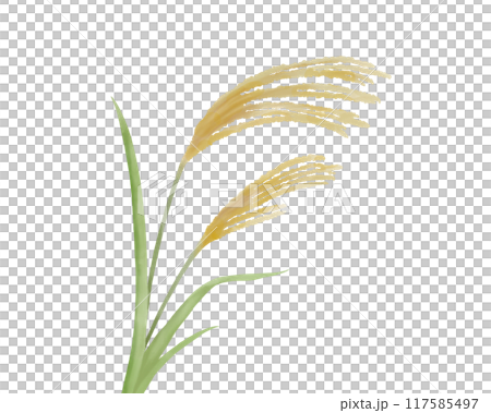 Simple watercolor illustration of Japanese pampas grass 117585497