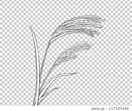 Simple black and white illustration of Japanese pampas grass 117585498