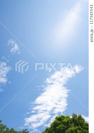 夏の雲と木立 夏の雲と木立 117585543