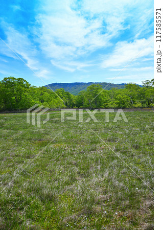 武尊　田代湿原　ワタスゲ　初夏の風景　群馬県　　　 117585571