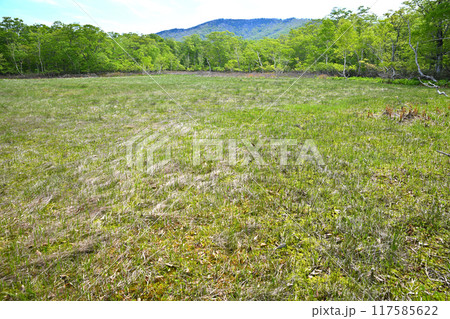 武尊 田代湿原 初夏の風景 群馬県 武尊 田代湿原 初夏の風景 群馬県 117585622