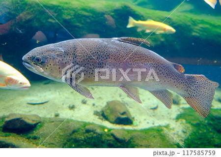 信州サーモン 117585759