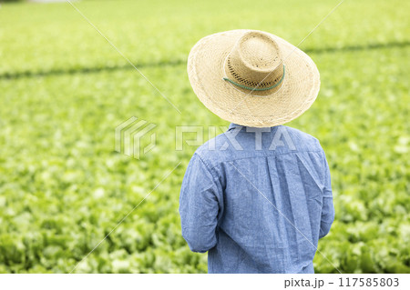 レタス畑の前に立つ女性 117585803