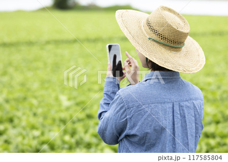 レタス畑の前に立つ女性 レタス畑の前に立つ女性 117585804