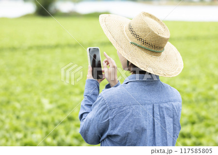 レタス畑の前に立つ女性 レタス畑の前に立つ女性 117585805