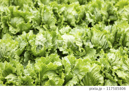 高原野菜のレタス 117585806