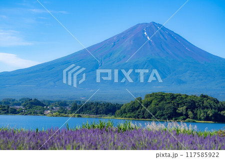 【富士山素材】初夏の河口湖から見る富士山とラベンダー【山梨県】 117585922