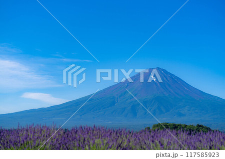 【富士山素材】初夏の河口湖から見る富士山とラベンダー【山梨県】 117585923