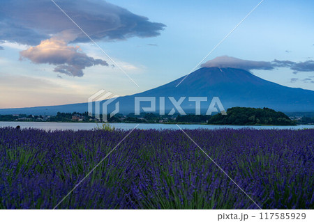 【富士山素材】初夏の河口湖から見る富士山とラベンダー【山梨県】 117585929