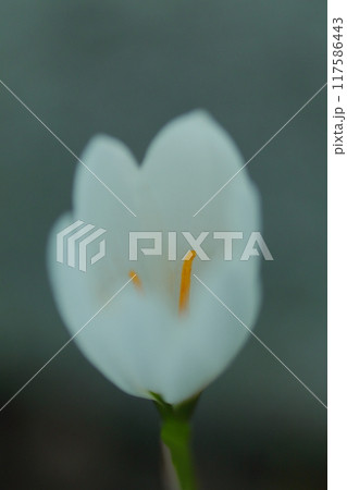 白いタマスダレの花 白いタマスダレの花 117586443