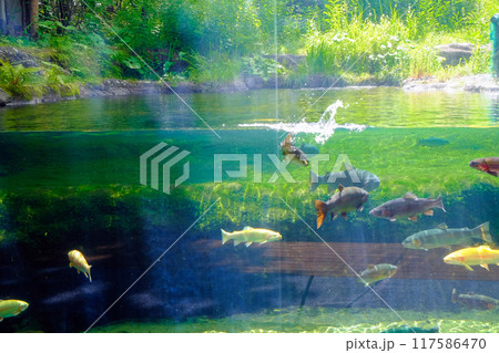 初夏の安曇野水槽 初夏の安曇野水槽 117586470