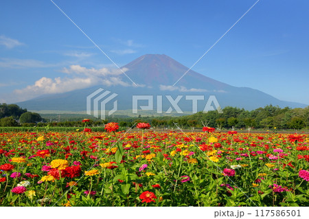 山梨県南都留郡山中湖村山中 花の都公園の満開の百日草と富士山の景色 山梨県南都留郡山中湖村山中 花の都公園の満開の百日草と富士山の景色 117586501