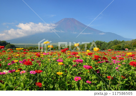 山梨県南都留郡山中湖村山中　花の都公園の満開の百日草と富士山の景色 117586505