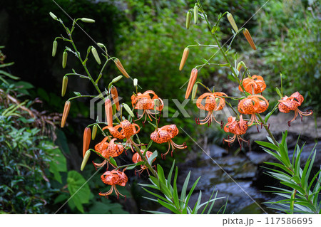 山の沢に咲く野生の鬼百合 117586695