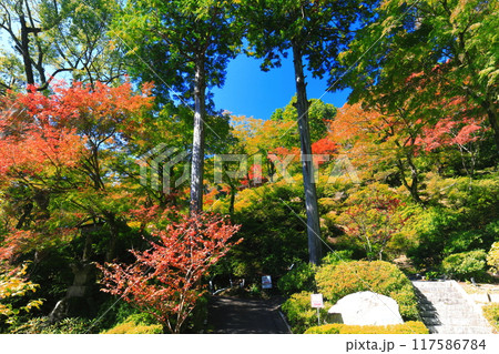 【佐賀県】晴天の大興善寺の紅葉 【佐賀県】晴天の大興善寺の紅葉 117586784