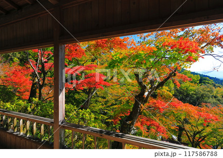 【佐賀県】晴天の大興善寺の紅葉 117586788
