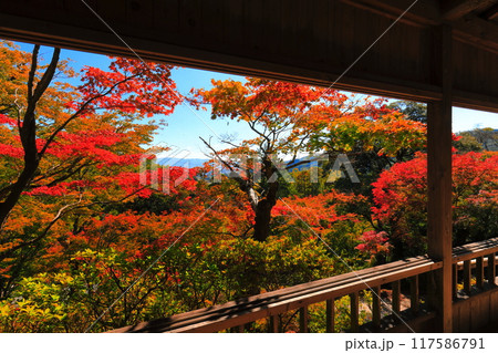 【佐賀県】晴天の大興善寺の紅葉 【佐賀県】晴天の大興善寺の紅葉 117586791