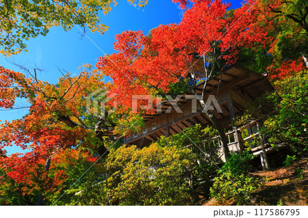 【佐賀県】晴天の大興善寺の紅葉 【佐賀県】晴天の大興善寺の紅葉 117586795