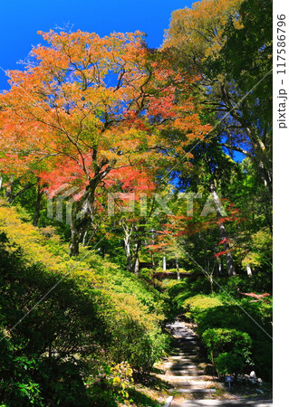 【佐賀県】晴天の大興善寺の紅葉 117586796