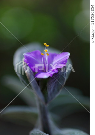 紫の小さなトラディスカンティア・シラモンタナの花 117586854