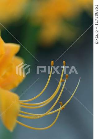 黄色い彼岸花 黄色い彼岸花 117586861