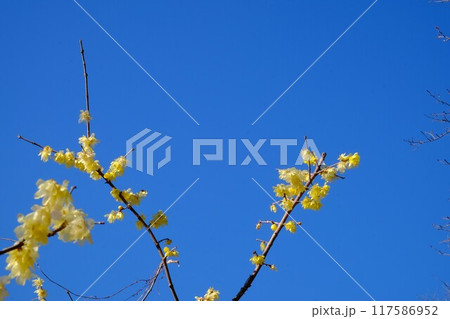 青空に映えるロウバイ 【相模原市津久井 1月】 青空に映えるロウバイ 【相模原市津久井 1月】 117586952