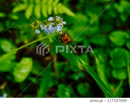 ミツバチ科スジホソコシブトハナバチの吸蜜 117587099