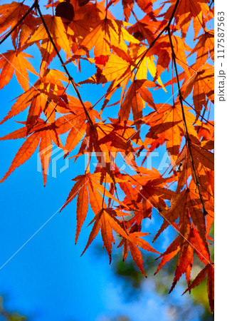 大町公園　美しいもみじの紅葉と青空（大町自然観察園）千葉県市川市 117587563