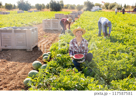 Satisfied female farmer demonstrating half of a ripe red watermelon in field 117587581