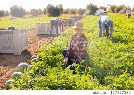 Woman gathering ripe watermelons on plantation Woman gathering ripe watermelons on plantation 117587586