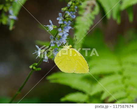 シソ科アキギリ属シマジタムラソウ訪花昆虫キタキチョウ 117587674