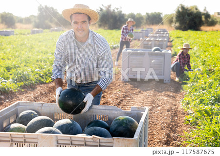 Male farmer neatly stacks watermelons in a large box for transportation from field to warehouse Male farmer neatly stacks watermelons in a large box for transportation from field to warehouse 117587675