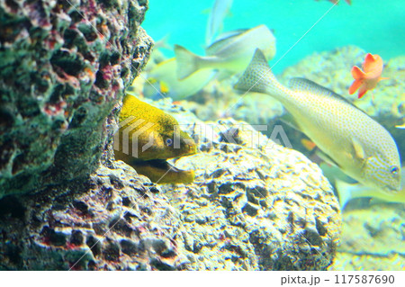 ウツボとコロダイ ウツボとコロダイ 117587690