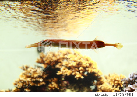 ヘラヤガラ ヘラヤガラ 117587691