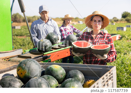 Woman farmer holding watermelon near harvesting machine Woman farmer holding watermelon near harvesting machine 117587739