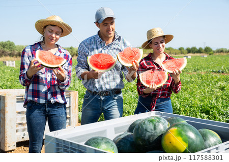 Farmers tasting new harvest of watermelons Farmers tasting new harvest of watermelons 117588301