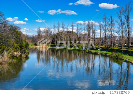 東京 都立水元公園 冬のポプラ並木の風景 東京 都立水元公園 冬のポプラ並木の風景 117588769