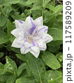 四重咲きで絞りの桔梗（キキョウ）の花。Platycodon grandiflorus  117589209