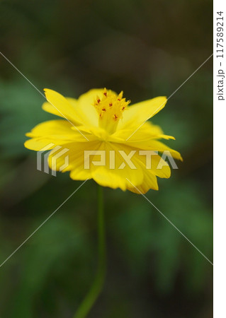 新緑の中の黄色いキバナコスモスの花 新緑の中の黄色いキバナコスモスの花 117589214