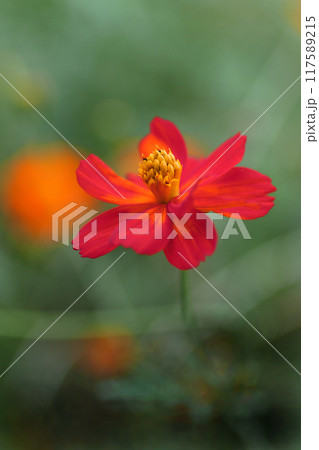 新緑の中の赤いキバナコスモスのの花 新緑の中の赤いキバナコスモスのの花 117589215