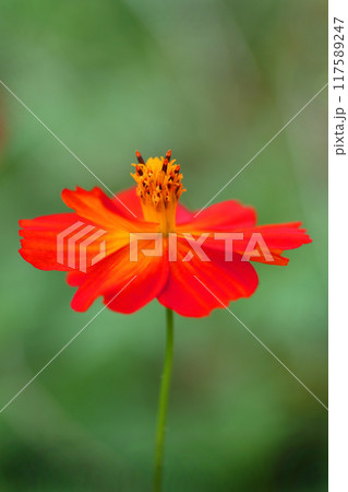 緑の中の赤い赤いキバナコスモス 緑の中の赤い赤いキバナコスモス 117589247